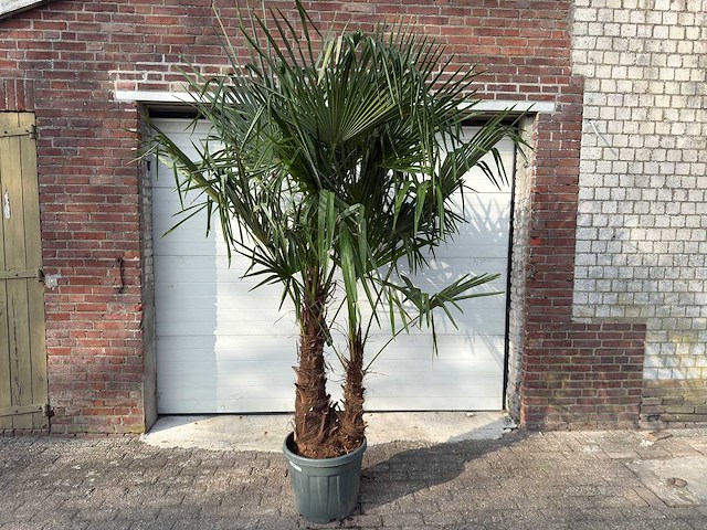 Chinese waaierpalm dubbele stam - trachycarpus fortunei - hoogte ca. 220 cm - afbeelding 1 van  5