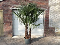 Chinese waaierpalm dubbele stam - trachycarpus fortunei - hoogte ca. 220 cm - afbeelding 1 van  5