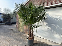 Chinese waaierpalm dubbele stam - trachycarpus fortunei - hoogte ca. 220 cm - afbeelding 2 van  5