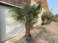Chinese waaierpalm dubbele stam - trachycarpus fortunei - hoogte ca. 220 cm - afbeelding 3 van  5