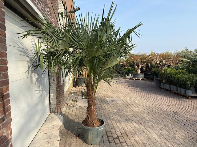 Chinese waaierpalm dubbele stam - trachycarpus fortunei - hoogte ca. 220 cm - afbeelding 4 van  5