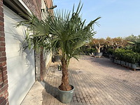 Chinese waaierpalm dubbele stam - trachycarpus fortunei - hoogte ca. 220 cm - afbeelding 4 van  5