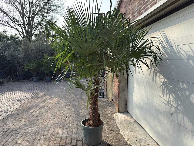 Chinese waaierpalm dubbele stam - trachycarpus fortunei - hoogte ca. 220 cm - afbeelding 5 van  5