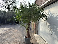 Chinese waaierpalm dubbele stam - trachycarpus fortunei - hoogte ca. 220 cm - afbeelding 5 van  5