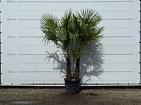 Chinese waaierpalm dubbele stam - trachycarpus fortunei - hoogte ca. 220 cm - afbeelding 1 van  3