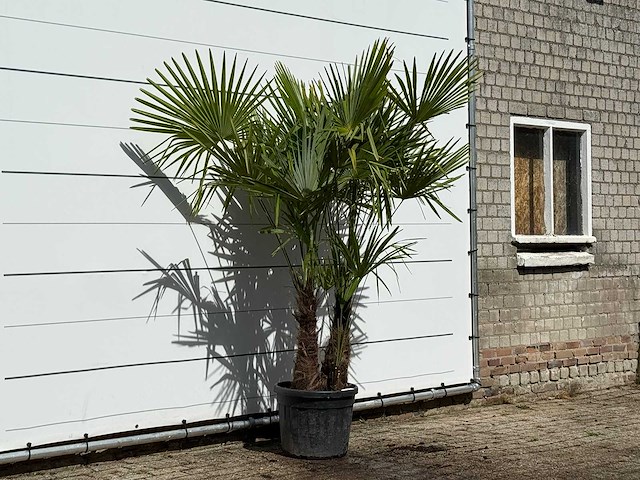 Chinese waaierpalm dubbele stam - trachycarpus fortunei - hoogte ca. 220 cm - afbeelding 3 van  3