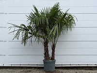 Chinese waaierpalm dubbele stam - trachycarpus fortunei - hoogte ca. 220 cm - afbeelding 1 van  3