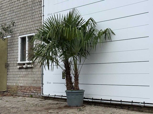 Chinese waaierpalm dubbele stam - trachycarpus fortunei - hoogte ca. 220 cm - afbeelding 2 van  3