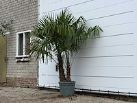 Chinese waaierpalm dubbele stam - trachycarpus fortunei - hoogte ca. 220 cm - afbeelding 2 van  3