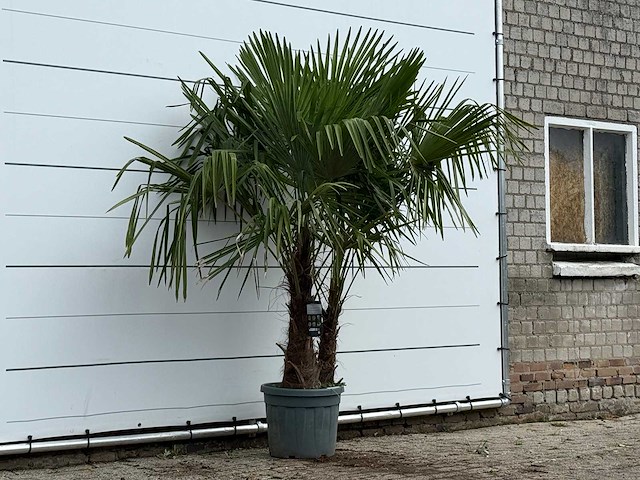 Chinese waaierpalm dubbele stam - trachycarpus fortunei - hoogte ca. 220 cm - afbeelding 3 van  3