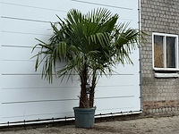 Chinese waaierpalm dubbele stam - trachycarpus fortunei - hoogte ca. 220 cm - afbeelding 3 van  3