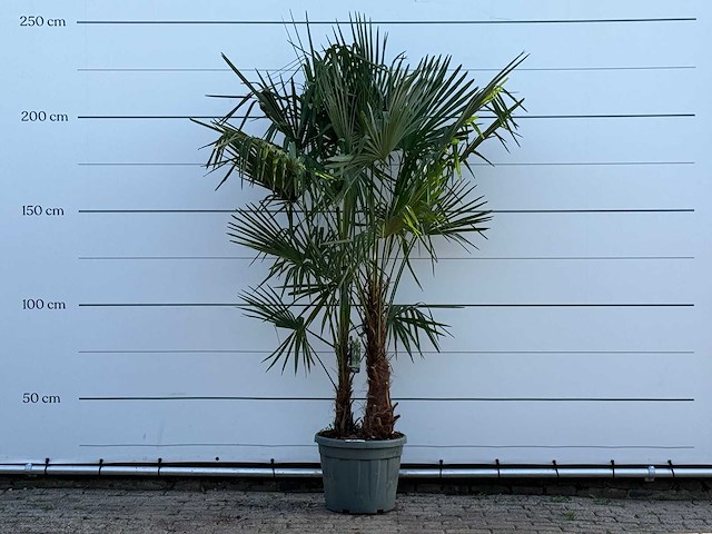Chinese waaierpalm dubbele stam - trachycarpus fortunei - hoogte ca. 230 cm - afbeelding 1 van  5