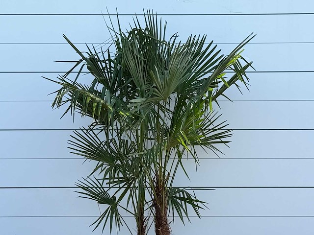 Chinese waaierpalm dubbele stam - trachycarpus fortunei - hoogte ca. 230 cm - afbeelding 5 van  5
