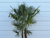 Chinese waaierpalm dubbele stam - trachycarpus fortunei - hoogte ca. 230 cm - afbeelding 5 van  5