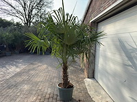 Chinese waaierpalm dubbele stam - trachycarpus fortunei - hoogte ca. 230 cm - afbeelding 1 van  1