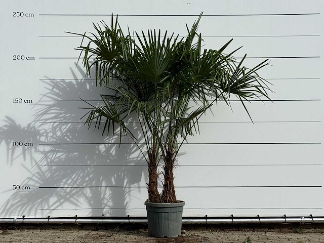 Chinese waaierpalm dubbele stam - trachycarpus fortunei - hoogte ca. 230 cm - afbeelding 1 van  3