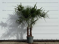 Chinese waaierpalm dubbele stam - trachycarpus fortunei - hoogte ca. 230 cm - afbeelding 1 van  3