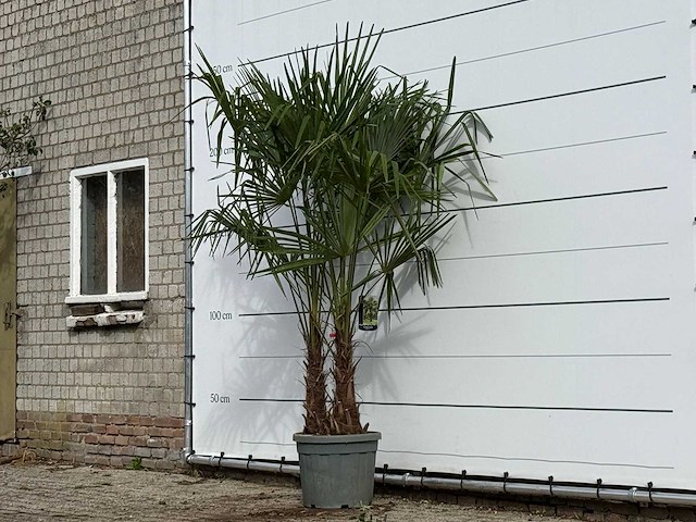 Chinese waaierpalm dubbele stam - trachycarpus fortunei - hoogte ca. 230 cm - afbeelding 2 van  3