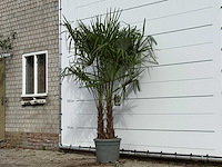 Chinese waaierpalm dubbele stam - trachycarpus fortunei - hoogte ca. 230 cm - afbeelding 2 van  3