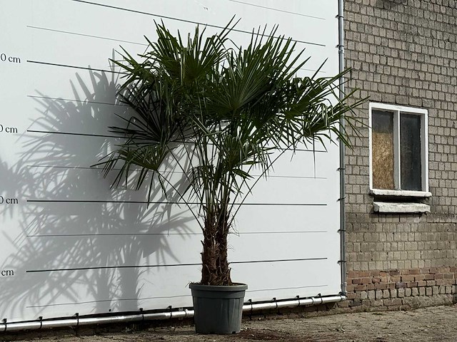 Chinese waaierpalm dubbele stam - trachycarpus fortunei - hoogte ca. 230 cm - afbeelding 3 van  3