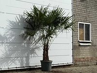 Chinese waaierpalm dubbele stam - trachycarpus fortunei - hoogte ca. 230 cm - afbeelding 3 van  3