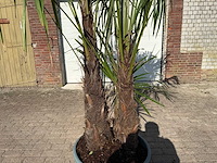 Chinese waaierpalm dubbele stam - trachycarpus fortunei - hoogte ca. 240 cm - afbeelding 4 van  12