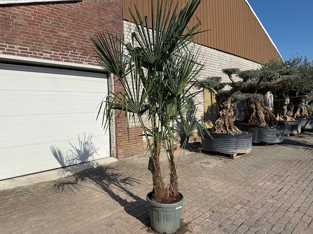 Chinese waaierpalm dubbele stam - trachycarpus fortunei - hoogte ca. 240 cm - afbeelding 5 van  12