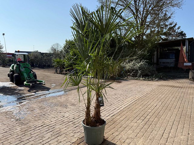 Chinese waaierpalm dubbele stam - trachycarpus fortunei - hoogte ca. 240 cm - afbeelding 7 van  12