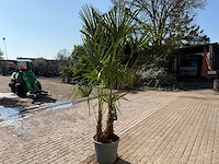 Chinese waaierpalm dubbele stam - trachycarpus fortunei - hoogte ca. 240 cm - afbeelding 7 van  12