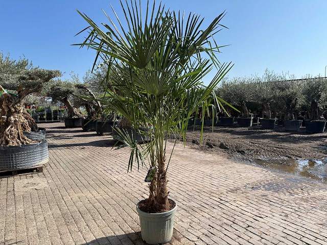 Chinese waaierpalm dubbele stam - trachycarpus fortunei - hoogte ca. 240 cm - afbeelding 8 van  12