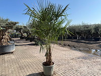 Chinese waaierpalm dubbele stam - trachycarpus fortunei - hoogte ca. 240 cm - afbeelding 8 van  12