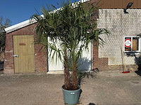 Chinese waaierpalm dubbele stam - trachycarpus fortunei - hoogte ca. 240 cm - afbeelding 9 van  12