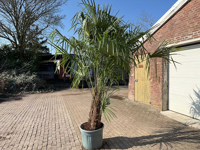Chinese waaierpalm dubbele stam - trachycarpus fortunei - hoogte ca. 240 cm - afbeelding 10 van  12