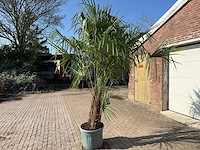 Chinese waaierpalm dubbele stam - trachycarpus fortunei - hoogte ca. 240 cm - afbeelding 10 van  12