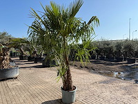 Chinese waaierpalm dubbele stam - trachycarpus fortunei - hoogte ca. 240 cm - afbeelding 12 van  12