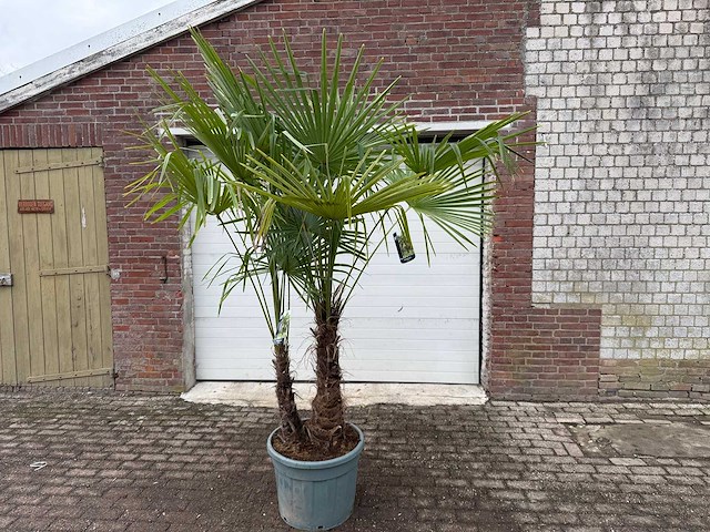 Chinese waaierpalm dubbele stam - trachycarpus fortunei - hoogte ca. 240 cm - afbeelding 1 van  5