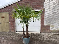Chinese waaierpalm dubbele stam - trachycarpus fortunei - hoogte ca. 240 cm - afbeelding 1 van  5