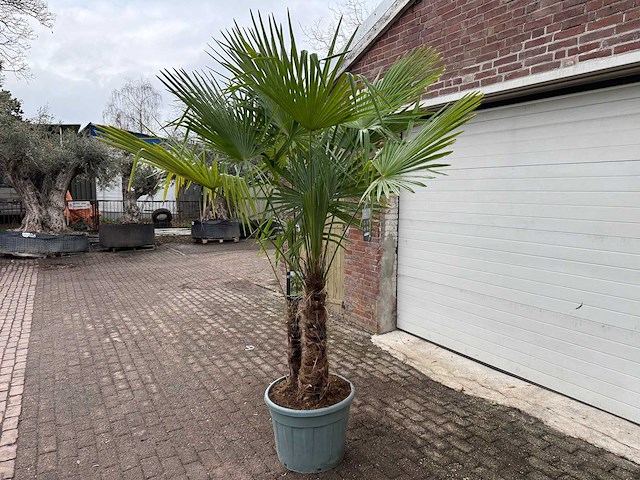 Chinese waaierpalm dubbele stam - trachycarpus fortunei - hoogte ca. 240 cm - afbeelding 2 van  5