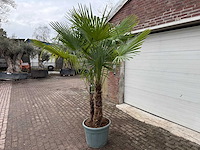 Chinese waaierpalm dubbele stam - trachycarpus fortunei - hoogte ca. 240 cm - afbeelding 2 van  5