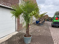 Chinese waaierpalm dubbele stam - trachycarpus fortunei - hoogte ca. 240 cm - afbeelding 3 van  5