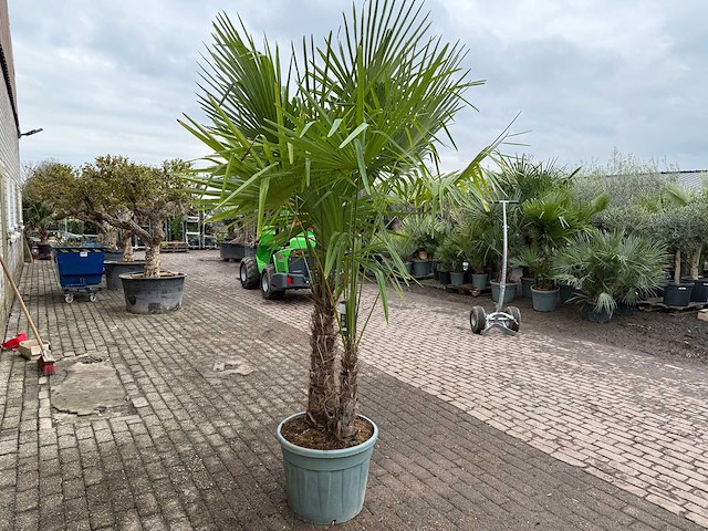 Chinese waaierpalm dubbele stam - trachycarpus fortunei - hoogte ca. 240 cm - afbeelding 4 van  5