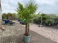 Chinese waaierpalm dubbele stam - trachycarpus fortunei - hoogte ca. 240 cm - afbeelding 4 van  5