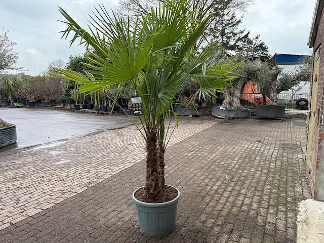 Chinese waaierpalm dubbele stam - trachycarpus fortunei - hoogte ca. 240 cm - afbeelding 5 van  5