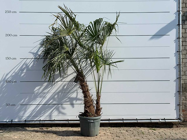 Chinese waaierpalm dubbele stam - trachycarpus fortunei - hoogte ca. 240 cm - afbeelding 1 van  3