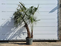Chinese waaierpalm dubbele stam - trachycarpus fortunei - hoogte ca. 240 cm - afbeelding 1 van  3