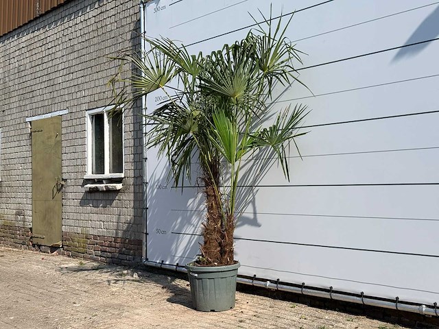 Chinese waaierpalm dubbele stam - trachycarpus fortunei - hoogte ca. 240 cm - afbeelding 2 van  3