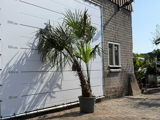 Chinese waaierpalm dubbele stam - trachycarpus fortunei - hoogte ca. 240 cm - afbeelding 3 van  3