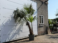Chinese waaierpalm dubbele stam - trachycarpus fortunei - hoogte ca. 240 cm - afbeelding 3 van  3