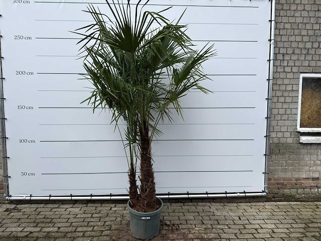 Chinese waaierpalm dubbele stam - trachycarpus fortunei - hoogte ca. 250 cm - afbeelding 1 van  7