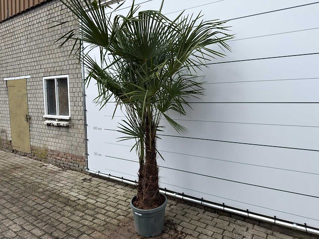 Chinese waaierpalm dubbele stam - trachycarpus fortunei - hoogte ca. 250 cm - afbeelding 2 van  7